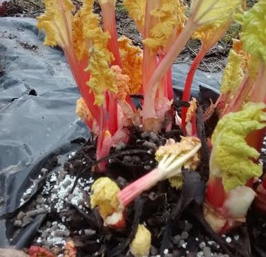 Raparperin hyötäminen