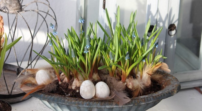 Helmililjat tuovat kevään