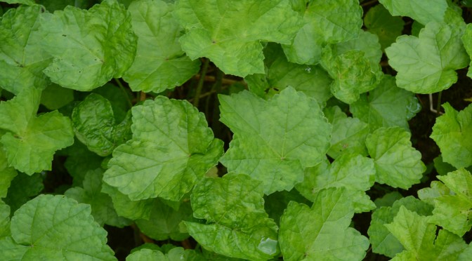 Kesän odotusta ja ongelmakasvit