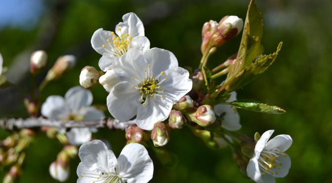 Latvomista ja kasvun ihmettä