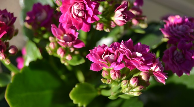 Lannoituksesta voimaa kasveille