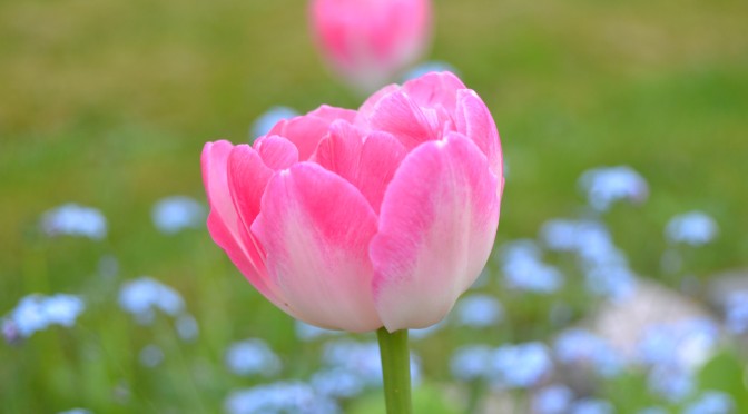 Puutarhan kuulumiset kesän alussa