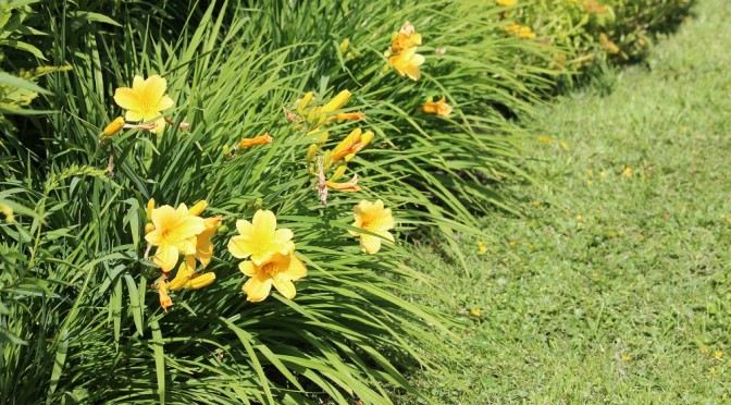 Aika jakaa perennoja