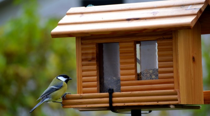Pikkulintujen ruokinta
