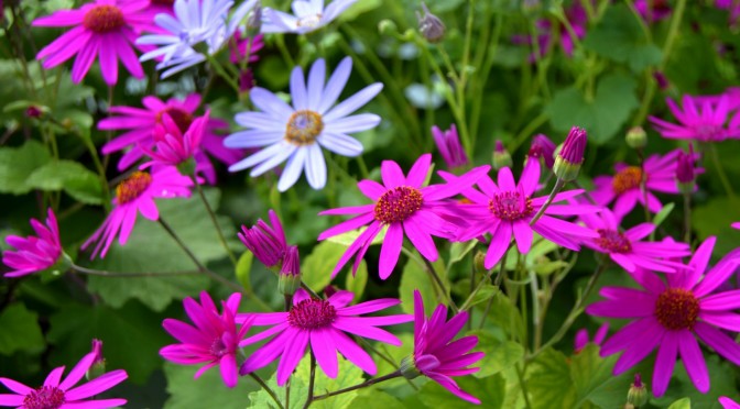 Kesäkukkien väriloistoa