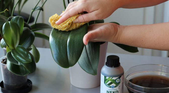 Aika viherkasvien syyshoidon