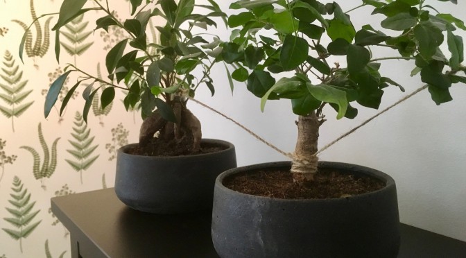 Persoonalliset bonsaipuut