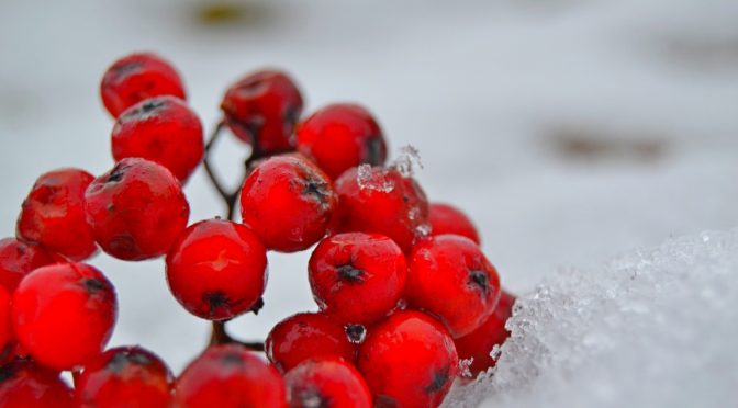 Neko joulukalenteri 2017