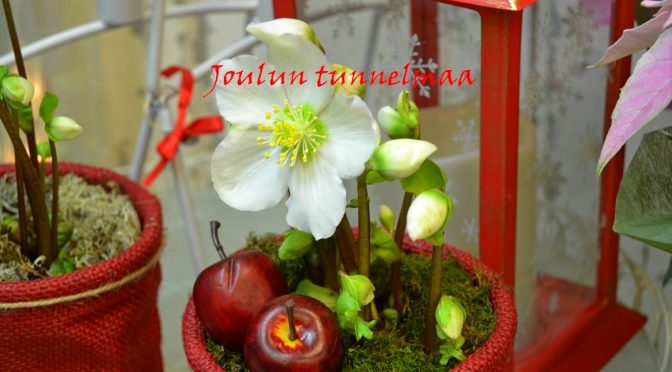 Kukkia ja joulun tunnelmaa