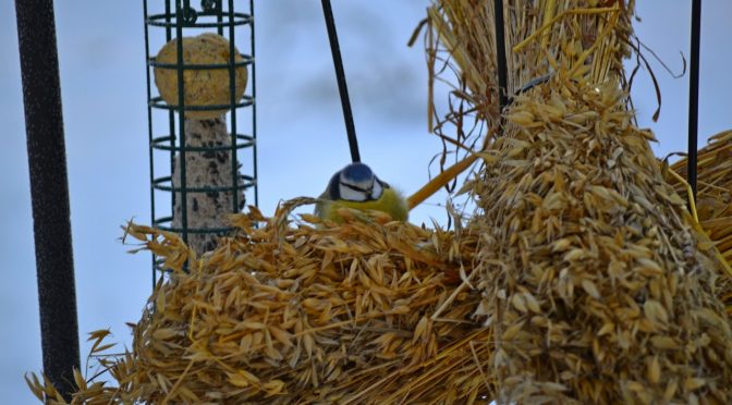 Lintulaudan elämää