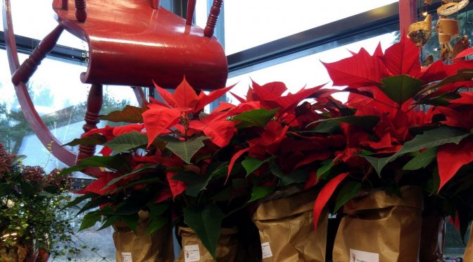 Floristiikkatalon joulu