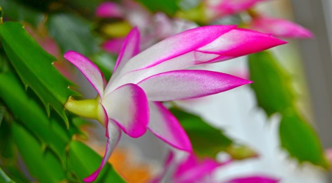 Mullanvaihto, marraskuunkaktus ja kevät mielessä