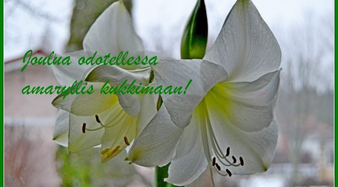 Amarylliksen kasvatus jouluksi