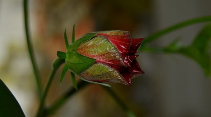 Kiinanruusun leikkaaminen ja lisäys