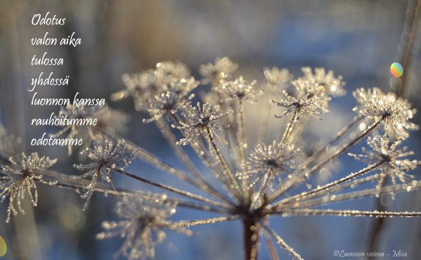 Nekon joulukalenteri 2020